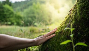 Forests as Key to Global Mitigation Strategies