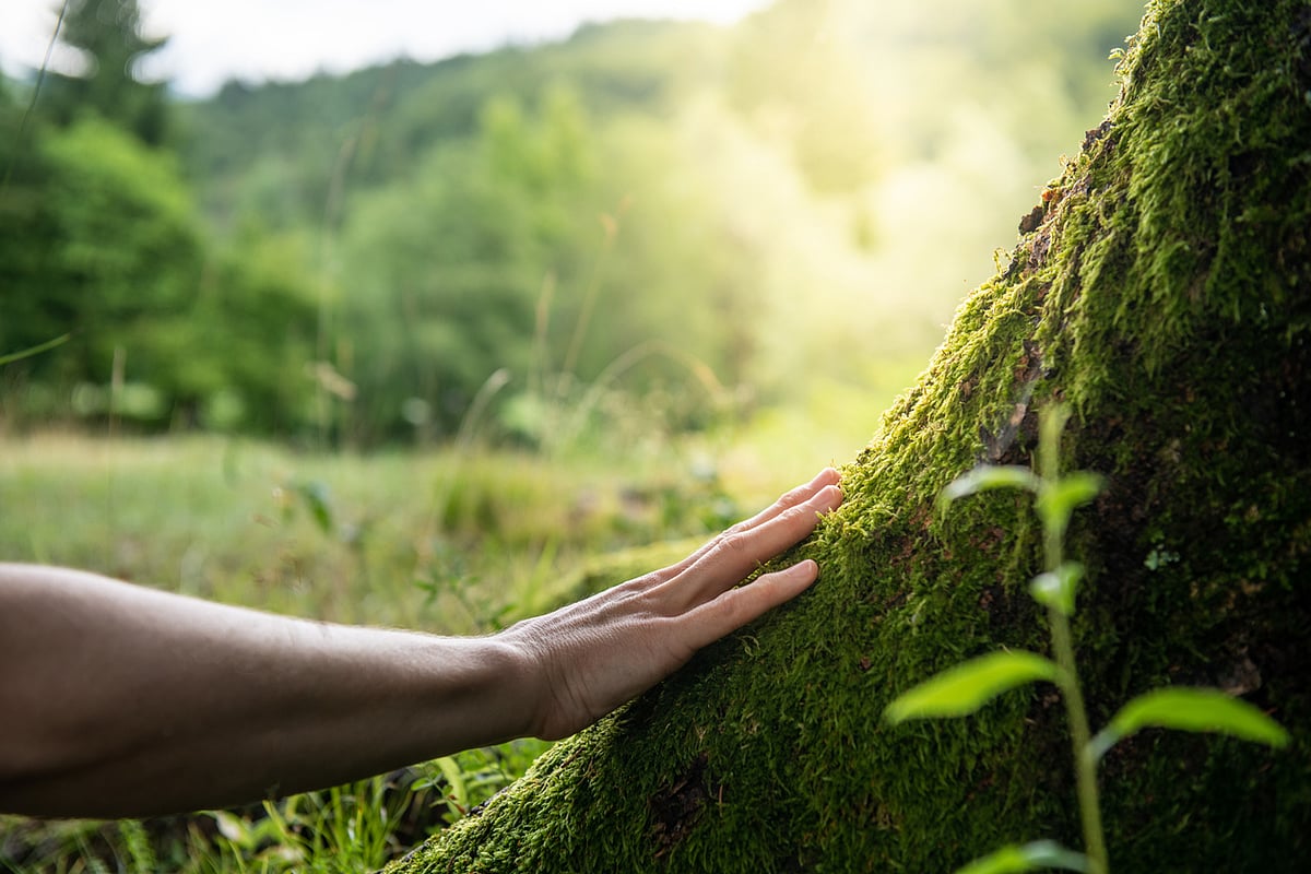 Forests as Key to Global Mitigation Strategies