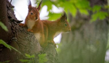 Zwei Eichhörnchen im Bau