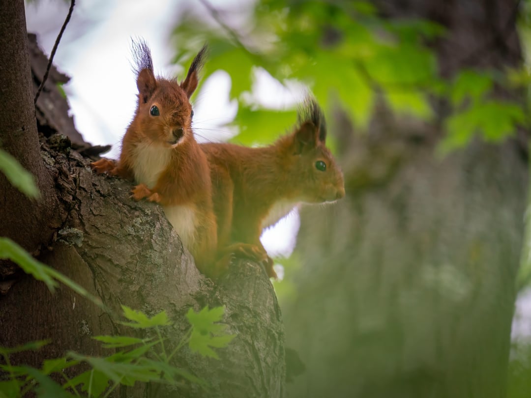 Zwei Eichhörnchen im Bau