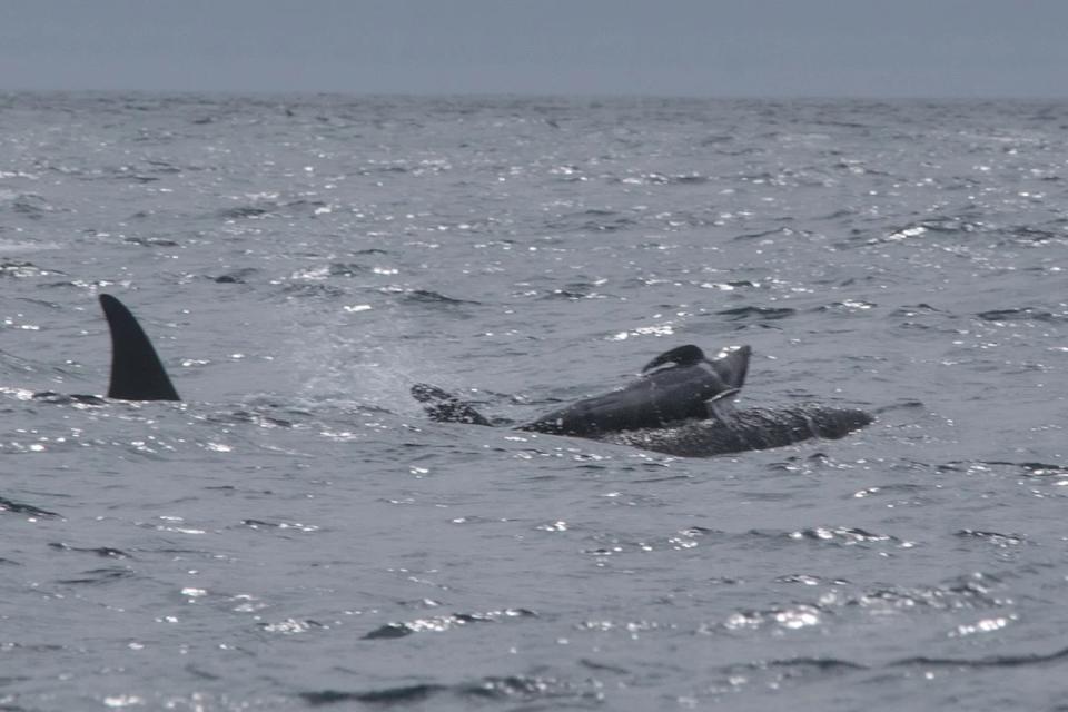 a photo of a young pilot whale swimming on the back of a killer whale