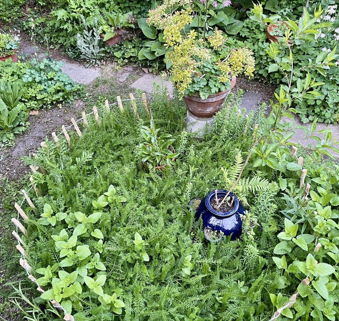 Wildblumen, drittes Jahr