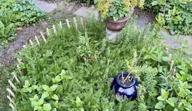 Wildblumen, drittes Jahr