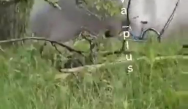 Ukrainian Airstrike on Russian river crossing somewhere in the Kursk region, filmed by Russian soldiers. May 2025
