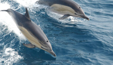 closeup photo from above of two dolphins leaping out of the ocean