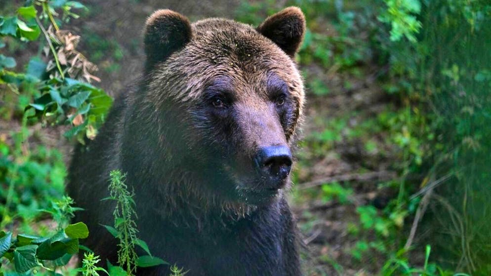 "Problem bears" may be killed in Slovakia. Instead of destroying their carcasses, they are to be served in restaurants in future. (archive picture)