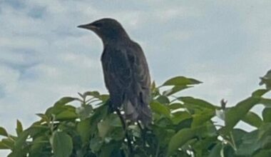 Welchen Vogel habe ich in Westirland gesehen?