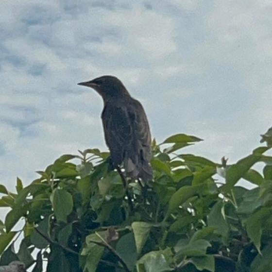 Welchen Vogel habe ich in Westirland gesehen?