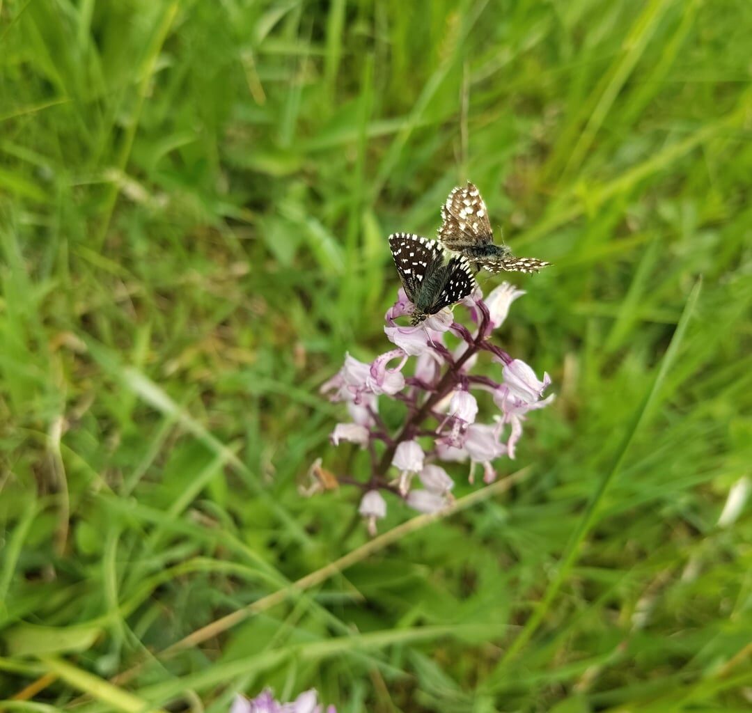 Sich paarende Schmetterlinge an einer Orchidee + Weitere Orchideen