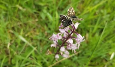 Sich paarende Schmetterlinge an einer Orchidee + Weitere Orchideen