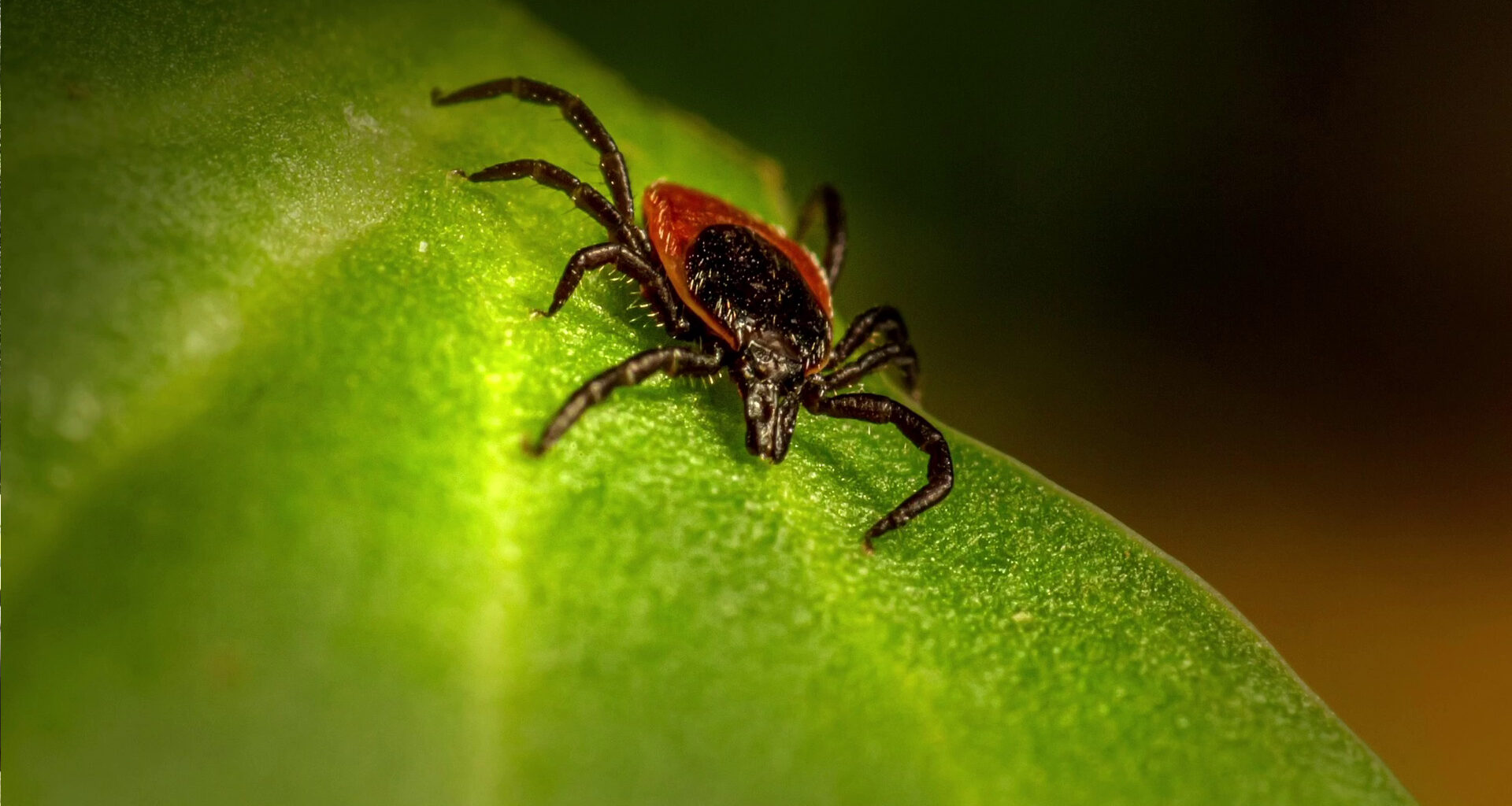 Česko čelí invazi klíšťat, riziko encefalitidy roste
