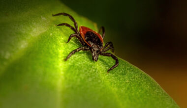 Česko čelí invazi klíšťat, riziko encefalitidy roste