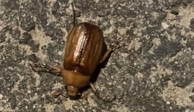 Ist das ein Maikäfer?