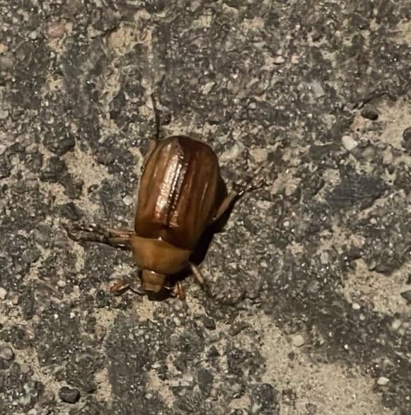 Ist das ein Maikäfer?