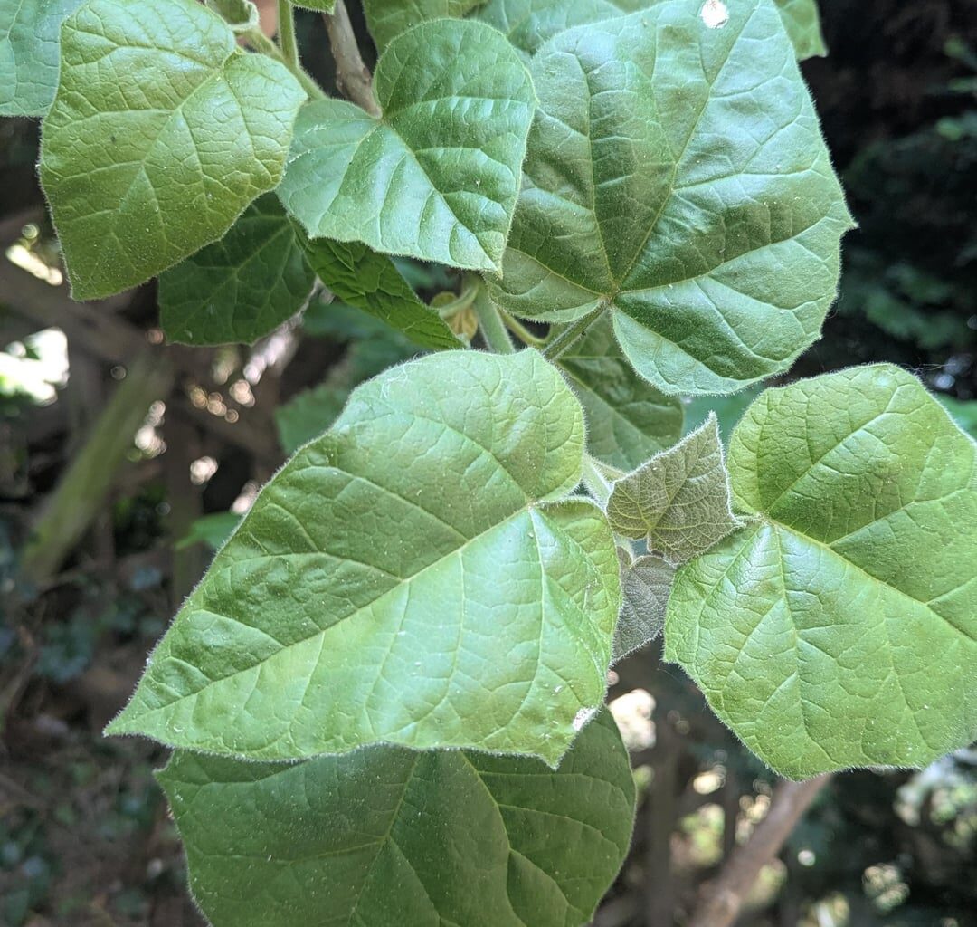 Welcher Baum ist das?