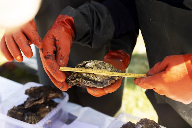 A pair of hands measures the length of a Pacific oyster with a ruler.