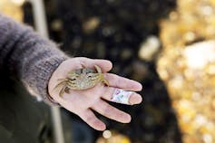A small shore crab rests in the palm of a little girl.