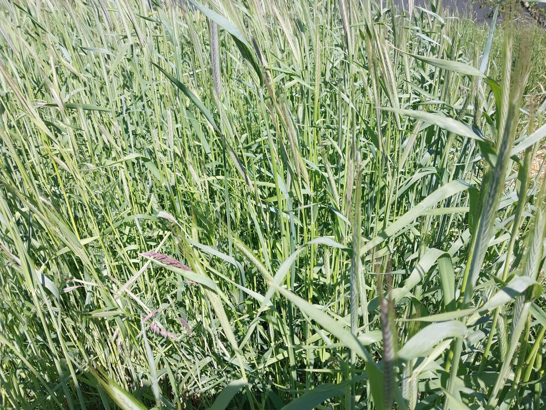 Trockene Angelegenheit