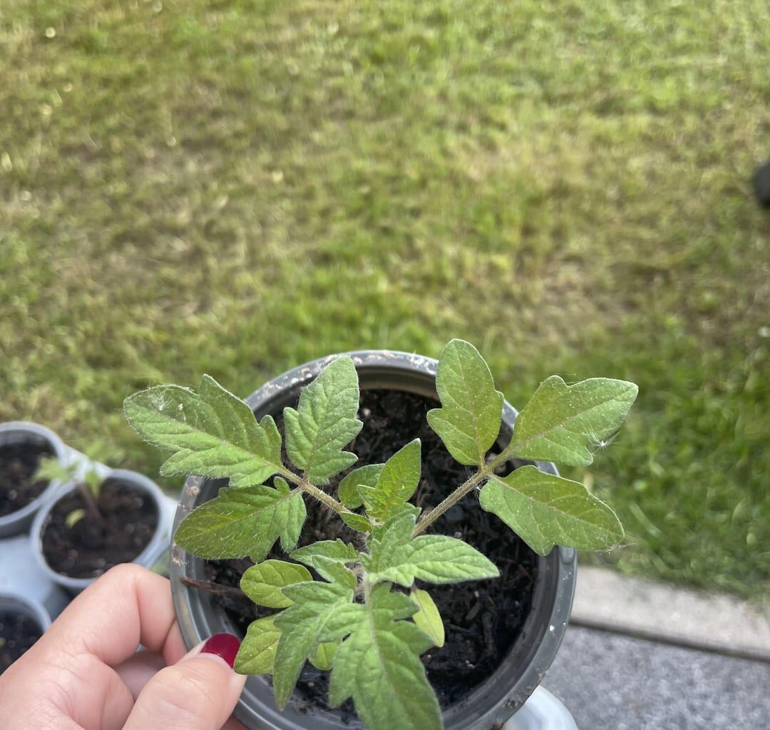 Tomaten wachsen nicht mehr weiter