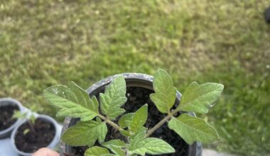Tomaten wachsen nicht mehr weiter