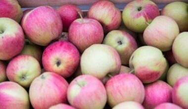 Moldovan exports fall. Not fruit exports, which rise for the second year in a row