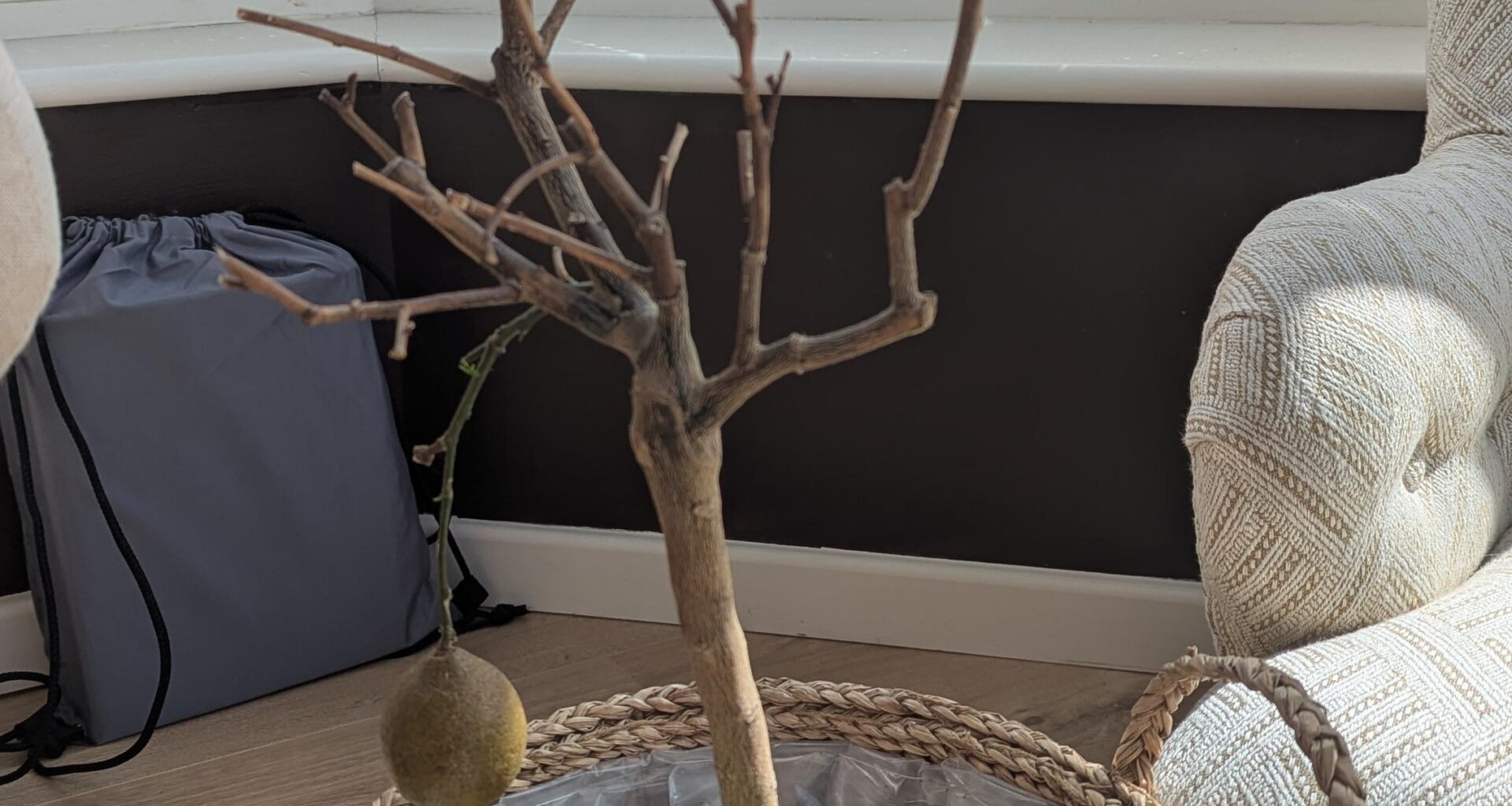 Husband thinks the new green shoots is rationale to keep this lemon tree. I think it's basically dead and we should quit while we're behind. Thoughts?