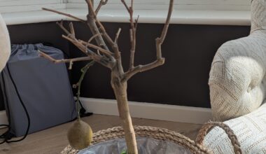 Husband thinks the new green shoots is rationale to keep this lemon tree. I think it's basically dead and we should quit while we're behind. Thoughts?