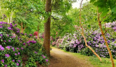 If you're anywhere near Wimbledon Common and fancy a bit of colour then can I suggest popping into Cannizaro Park? Lots of photos :-)