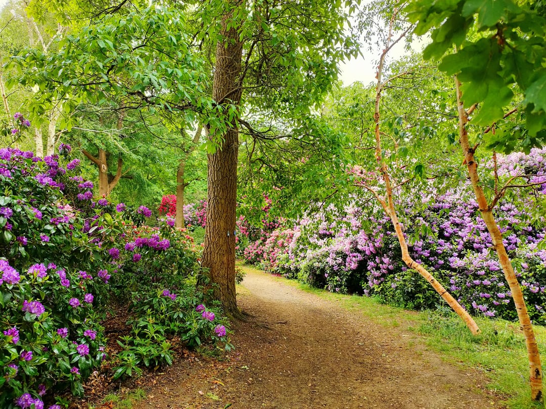 If you're anywhere near Wimbledon Common and fancy a bit of colour then can I suggest popping into Cannizaro Park? Lots of photos :-)
