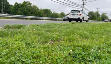 Reptiles get helping hand from Middletown business during nesting season – NBC Connecticut