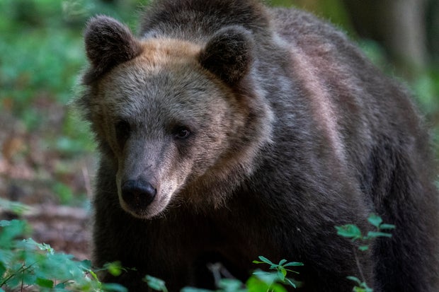 A brown bear in Slovenia 