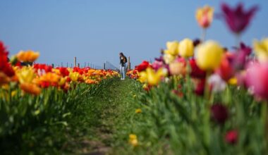 Tariffs could take the bloom off Mother’s Day flowers