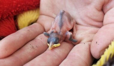 Junger Vogel gefunden...was nun