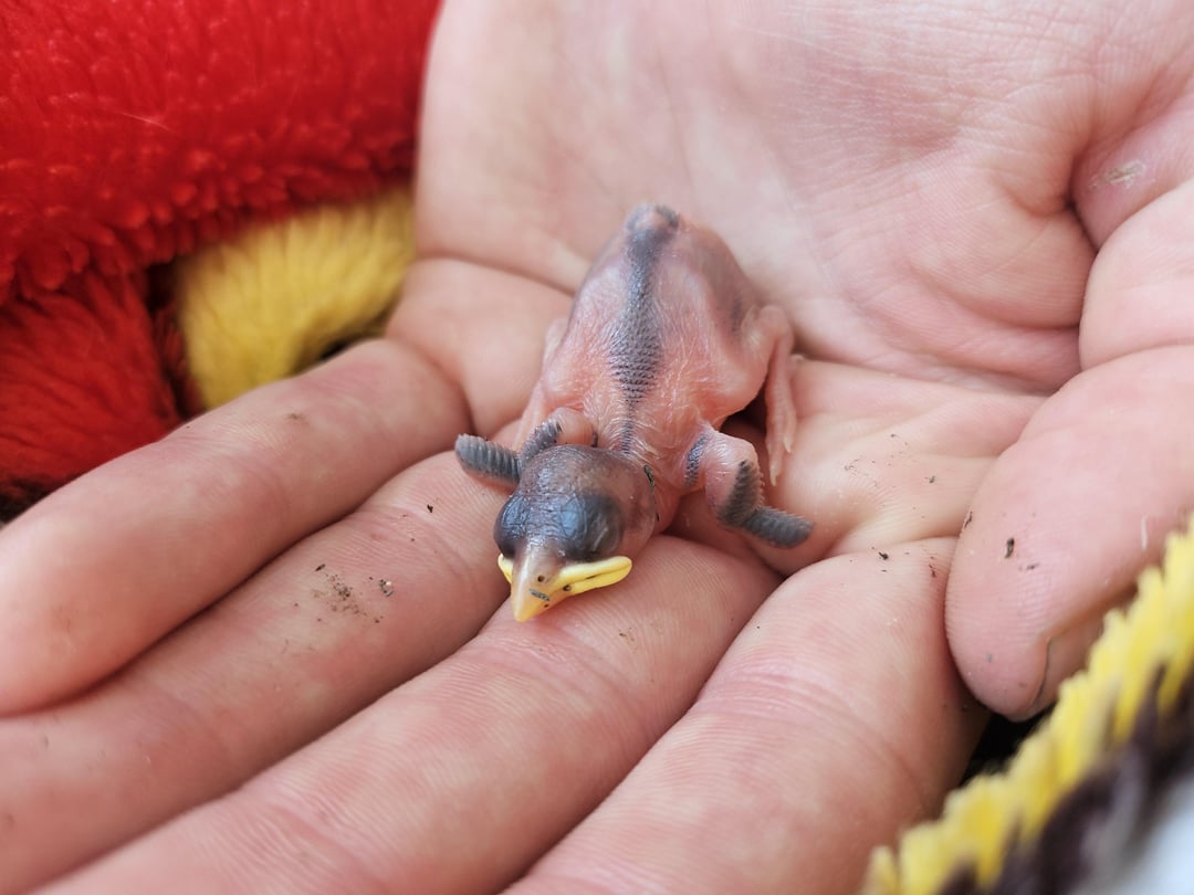 Junger Vogel gefunden...was nun