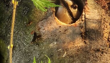 Im Garten meiner Eltern hat sich ein Buntspecht häuslich niedergelassen