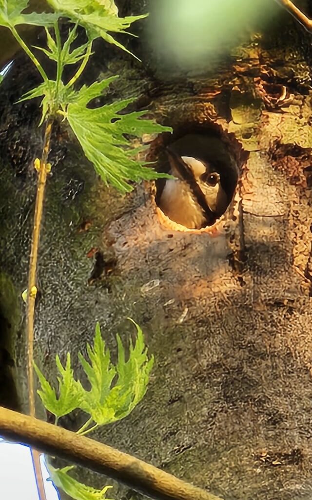 Im Garten meiner Eltern hat sich ein Buntspecht häuslich niedergelassen