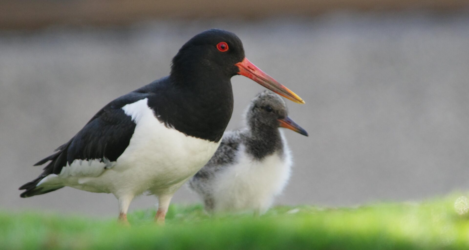 Hospital European Oystercatcher update (Ayrshire, Scotland)