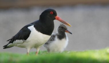 Hospital European Oystercatcher update (Ayrshire, Scotland)