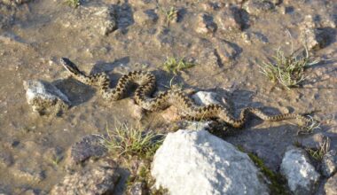 Came across this Adder at Loch Muick!
