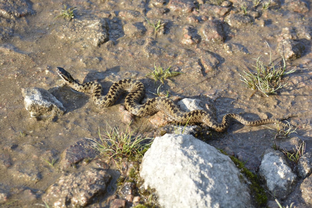 Came across this Adder at Loch Muick!