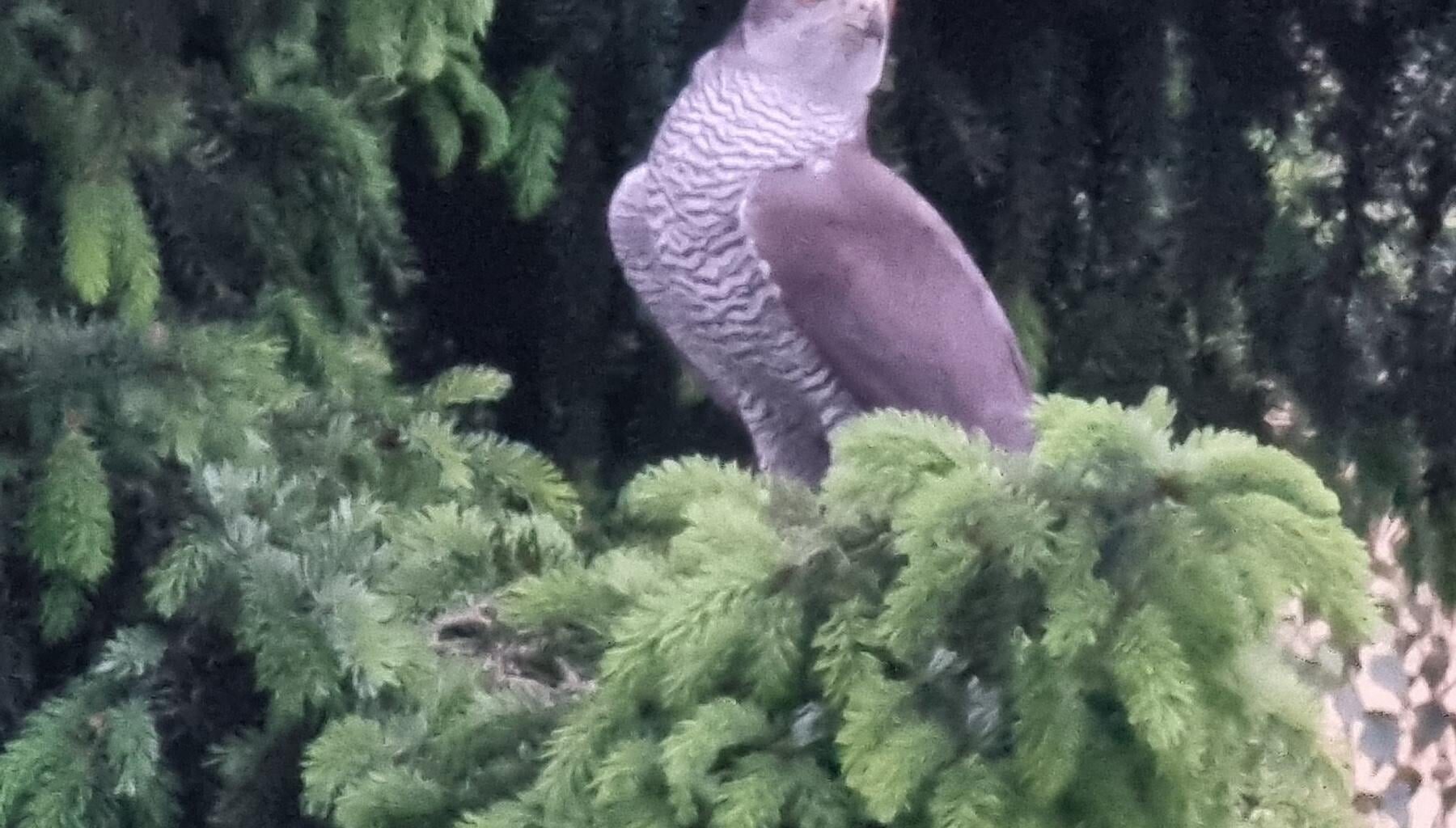 Sperber im Hinterhof HH