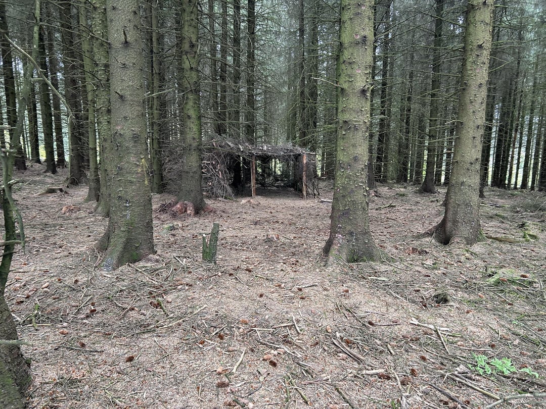 Found in the woods in South Wales 🏴󠁧󠁢󠁷󠁬󠁳󠁿