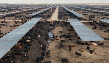 USDA subsidies: Where is the money going