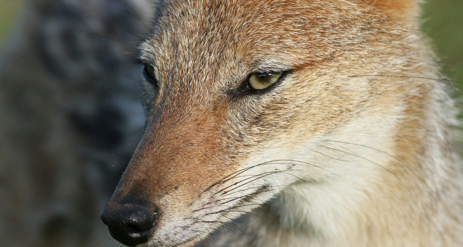Jackals Make Kornati National Park Home