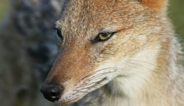 Jackals Make Kornati National Park Home