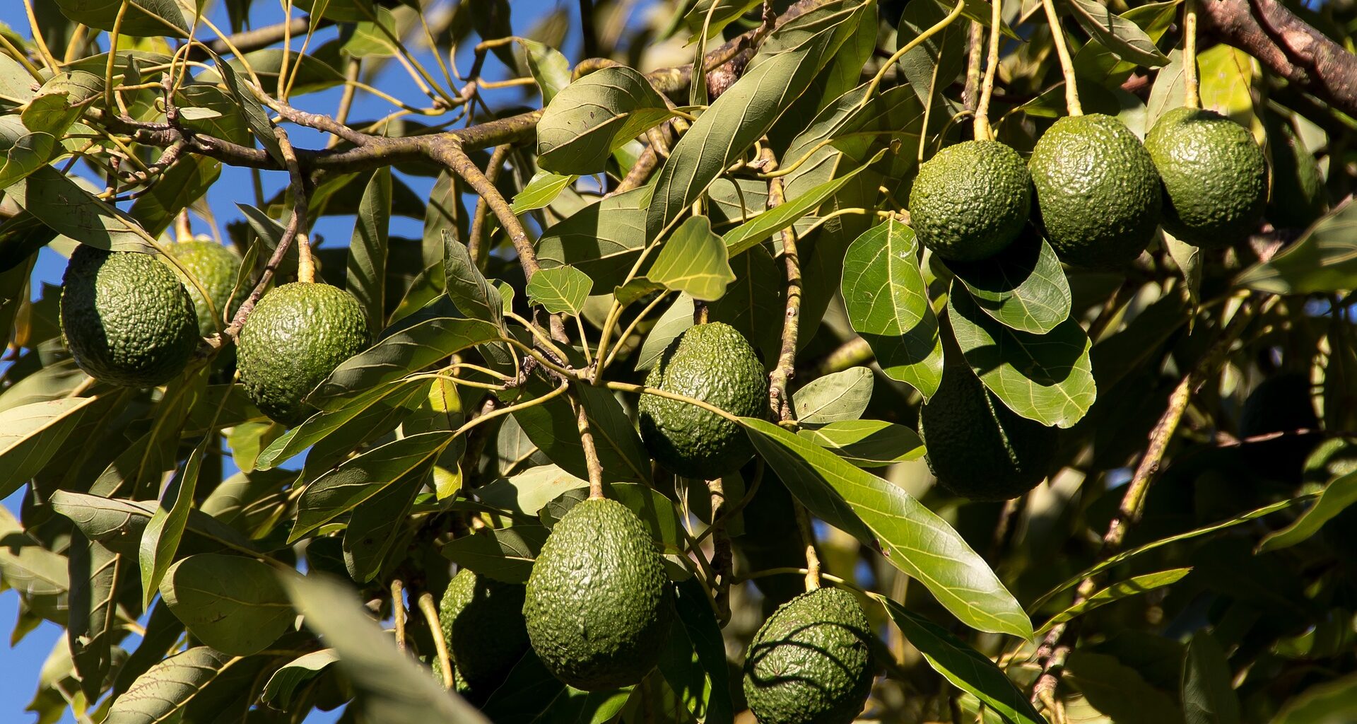 Radiografía del aguacate en España