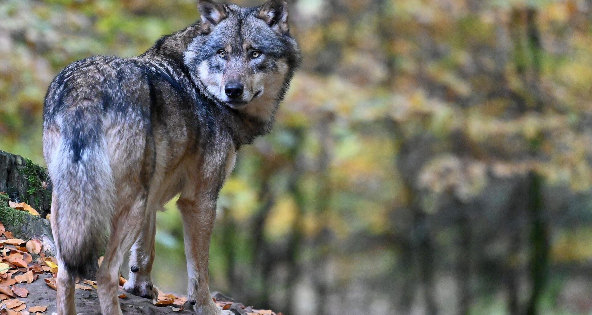 Ich finde Wölfe interessant 😅