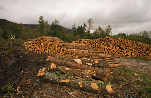 Land sector projected to increase its emissions by up to 95% as Ireland drifts from targets