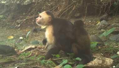 Monkeys are kidnapping babies of another species on a Panama Island, perplexing scientists