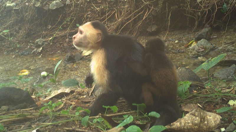 Monkeys are kidnapping babies of another species on a Panama Island, perplexing scientists